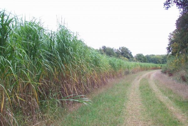 MISCANTHUS