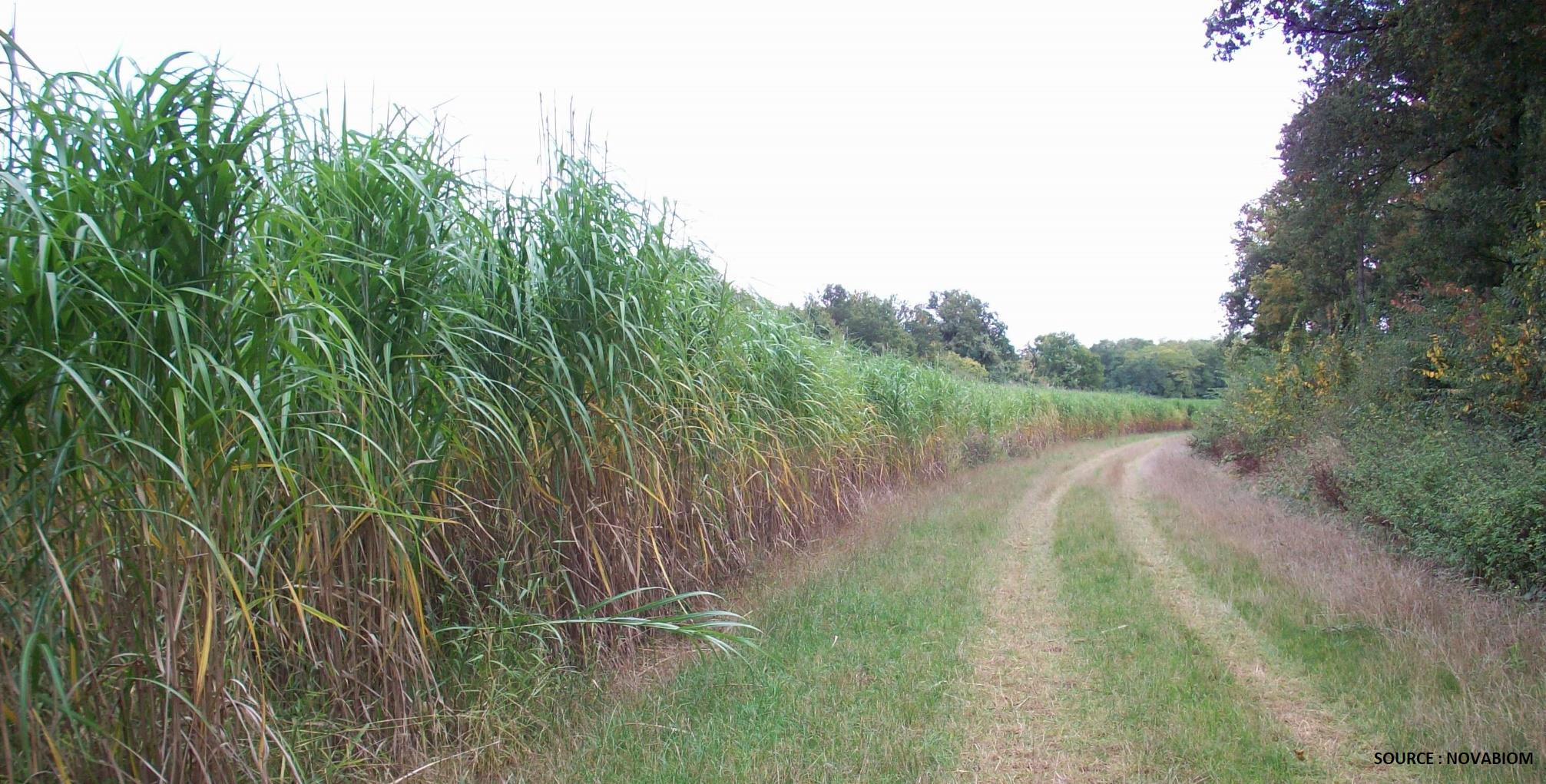 MISCANTHUS